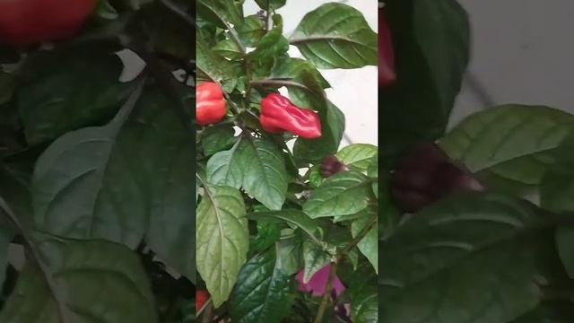 Январь 2022 года. Спасибо, Практичный огород!!!! Мы с урожаем смотреть онлайн