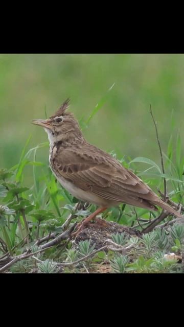 Голоса птиц. Хохлатый жаворонок. Посмітюха.( Galerida cristata) Crested Lark. смотреть онлайн