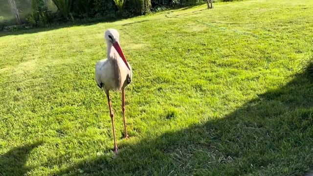 «Аист» 1 июля 2024 смотреть онлайн