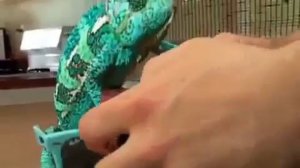 Класс!!! Хамелеон меняет цвета!!!