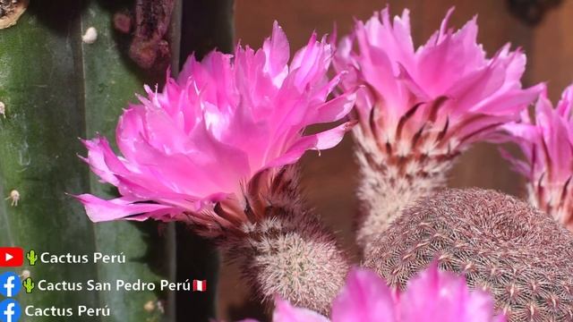 🌈 CACTUS ARCOÍRIS ECHINOCEREUS RIGIDISSIMUS RUBISPINUS Tipos de Plantas Ornamentales Decorativas смотреть онлайн