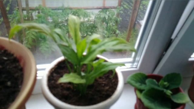 Жизнь в загородном 🏡доме.Сад🌳 через окно)идёт дождь.Комнатные цветы-для души!Борщ 🍛это😍 Божественно смотреть онлайн