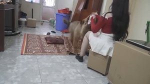 Lovely smart girl Playing Baby Cute Dogs On Rice Fields How to play with dog In Dog Village #10 1