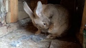 Крольчиха рвёт пух перед окотом