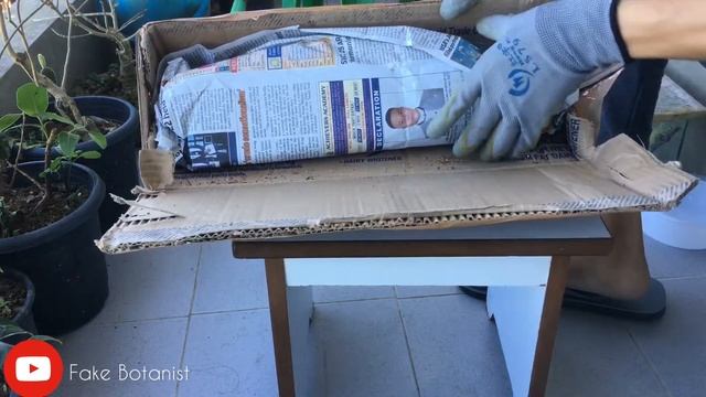 PITCHER PLANT UNBOXING 😱| NEPENTHES MOJITO | CARNIVOROUS PLANT 😱 #pitcherplant #plants #unboxing смотреть онлайн