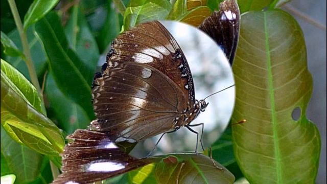 Varied eggfly - Hypolimnas bolina смотреть онлайн