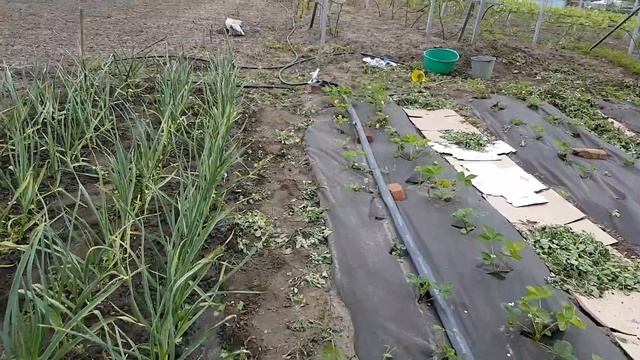 Подкормка озимого чеснока и земляники весной, виноград на 13 мая 2016 года смотреть онлайн