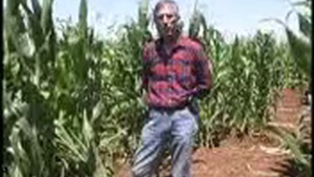Rootworm damage in Corn смотреть онлайн