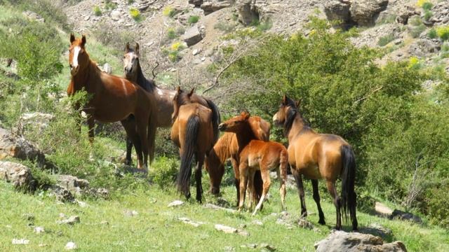 Кентау. Поход на Талдыбулак-Кантаги. Апрель 2023 года. Автор Светлана Буркова. смотреть онлайн