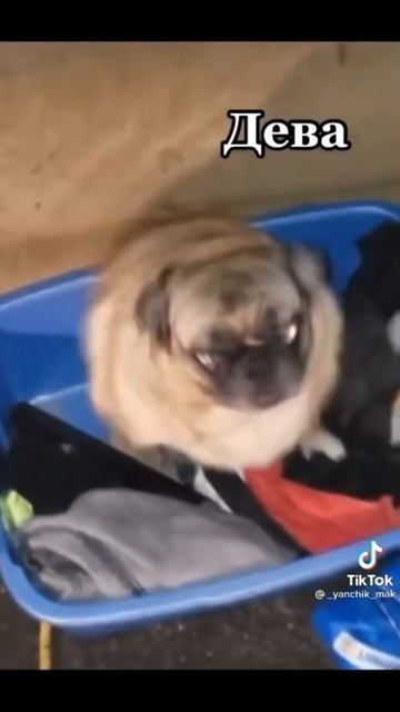 Как танцуют знаки зодиака приколы с животными смотреть онлайн