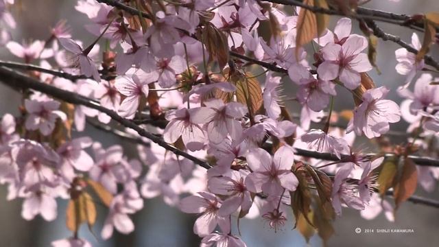 富良野さくらロード　Furano, Hokkaido cherry load смотреть онлайн