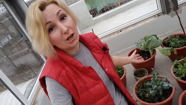 Вирощування броколі цілий рік смотреть онлайн