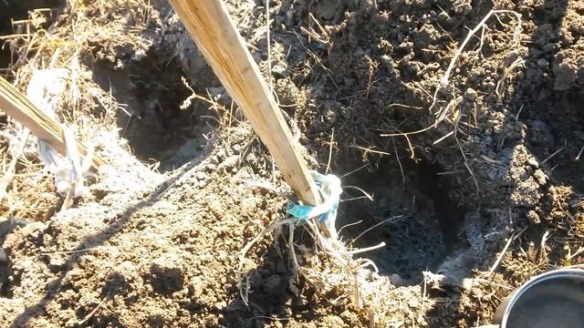 Принёс горячую воду в кастрюле и поставил между ямами с золой а теперь рассаду помидорную 2 Апреля