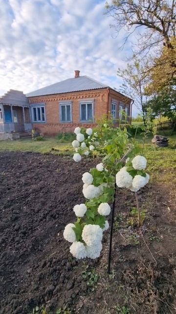 Что за красота? смотреть онлайн