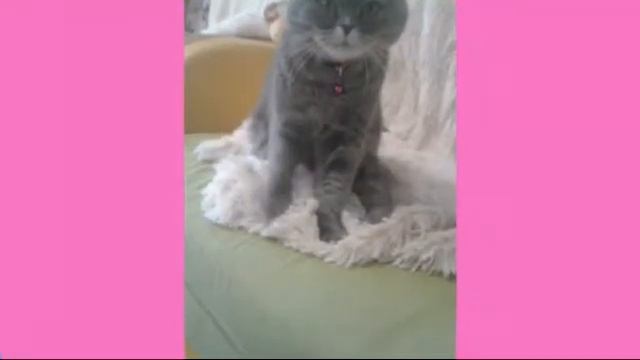 Фотосессия моя кошка Маша. Часть 1