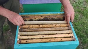 КАК УСИЛИТЬ СЛАБУЮ СЕМЬЮ НА ОСНОВЕ МОЛОДОЙ И ВЗРОСЛОЙ ПЧЕЛЫ хороший ТОЛЧЁК В РАЗВИТИИ способ 100%✅🐝