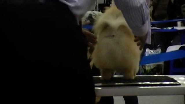 котя в ринге.MOD смотреть онлайн