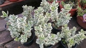 Хебе KATRINE IMPR: черенкование, особенности, уход.