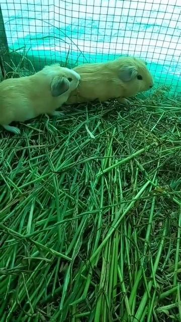 18 De Septiembre De 2021