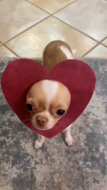 День влюбленных!!! #чихуахуа #дрессировкасобак #рекомендации #яржал #собачки #dogshorts#чихуаприколы смотреть онлайн
