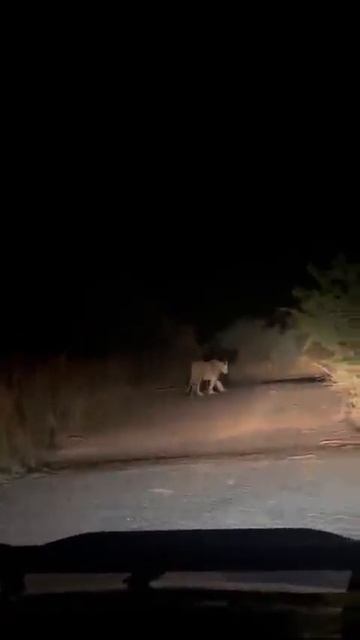 Night Safari Excitement: Wild Lions Roaming #wildlife смотреть онлайн