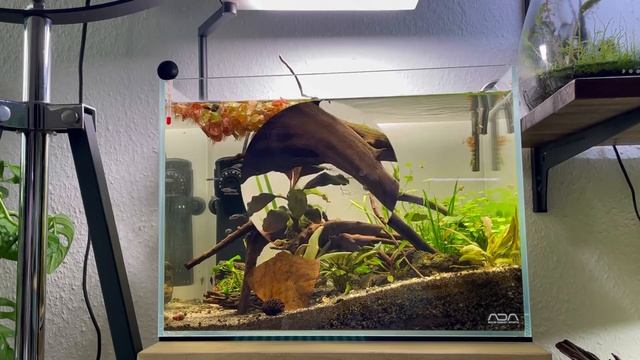ADA Mini M - Desert Scape 🏜planted and with habitants Sundadanio axelrodi 'Neon blue' смотреть онлайн