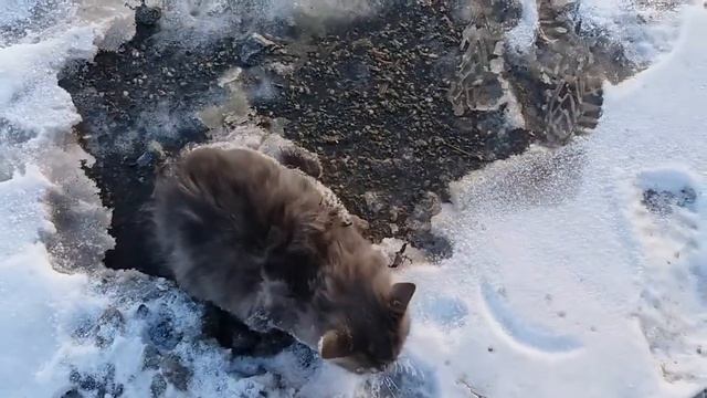 Спасли котенку смотреть онлайн