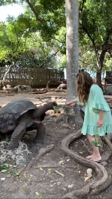 A island full of giant tortoises is my fave kind 🏝🐢 #gianttortoise #prisonisland #tortoi... смотреть онлайн