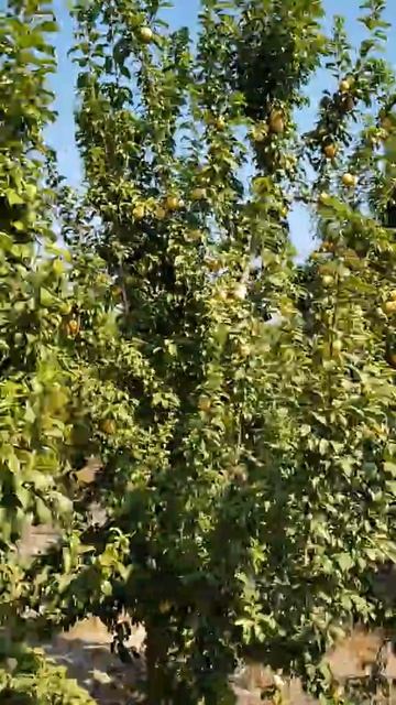 Leben yellow plum смотреть онлайн