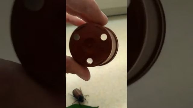 Мій домашній хрущ смотреть онлайн