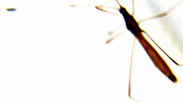 Monster Bug Wars- American Mosquito Like Bug