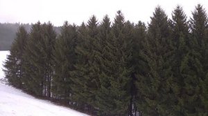 Альпы - Прогулка по Альпийскому лесу🌲🏔️❄️