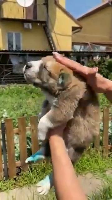 СРЕДНЕАЗИАТСКАЯ ОВЧАРКА