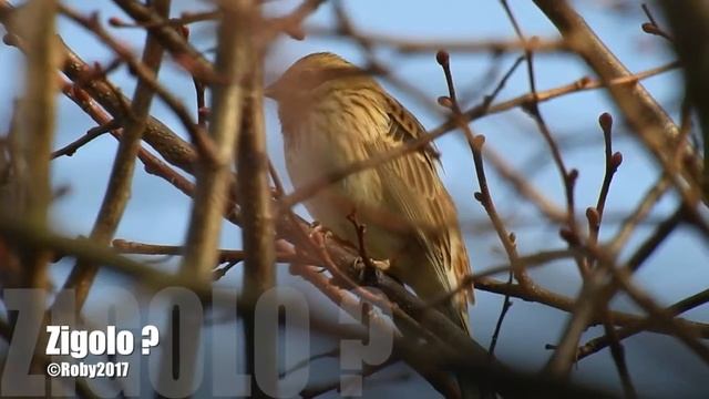 Zigolo Golarossa смотреть онлайн