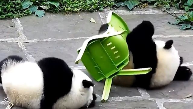 EP015 young Panda fall to ground due to mate Panda kick chair! cute LOL, don't miss EP011 to 014 смотреть онлайн