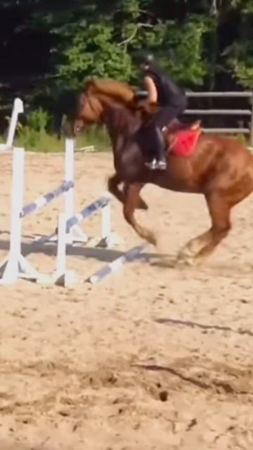 this'll be Cream in a couple years😍 || Belgian draft horse jumping смотреть онлайн