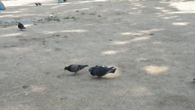 Голубиные игры