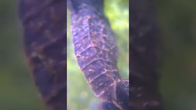 Lysmata debelius larvas y corona 👑 de 5 puntas by Emilio смотреть онлайн