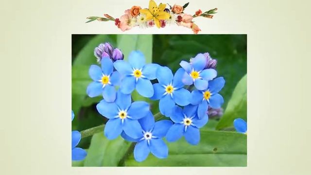 Plantas de AYER y de HOY