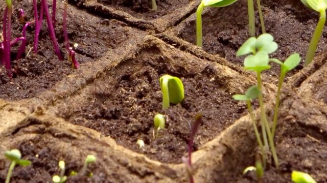 Акция "Краiна Вiтамiна" от "Евроопт": мини-огород у тебя дома! смотреть онлайн