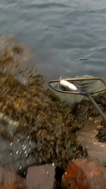 ВОТ ЭТО Я ВСЁК!! #shorts #рыбалка смотреть онлайн