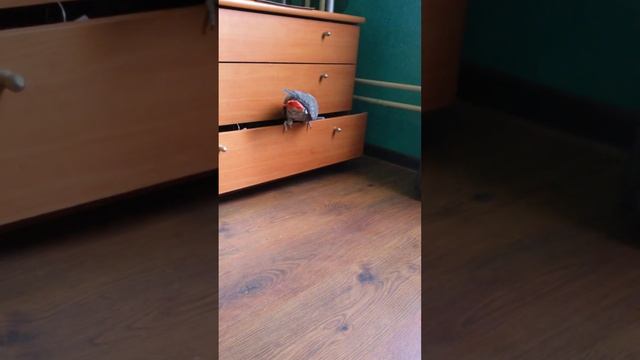 Мой Петя попугай😃😃. Смотреть до конца!! смотреть онлайн