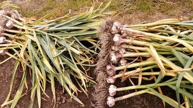 Урожай чеснока сорт Почаевский смотреть онлайн