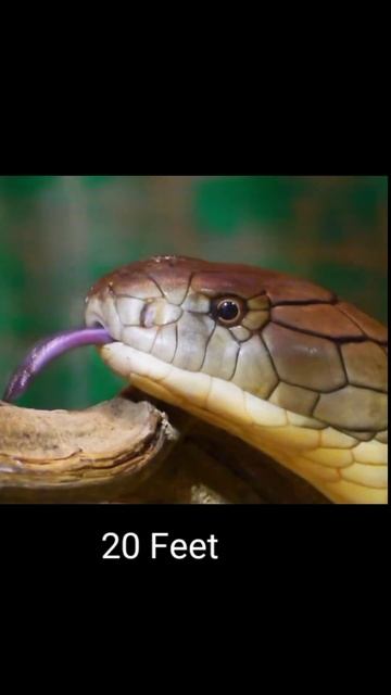 King Cobra world's largest snake ! #shorts