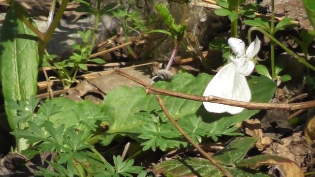 White Butterfly On Viola Alba