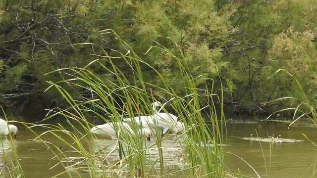 Seidenreiher Egretta garzetta und Löffler Platalea leucorodia смотреть онлайн