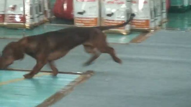 ЦИНИЯ ЦЕРЦЕЯ смотреть онлайн