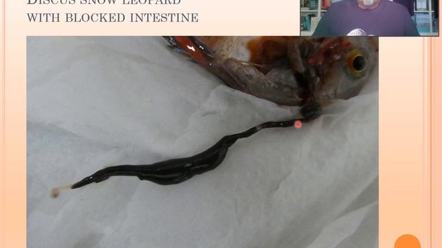 Fish Disease Case Nr. 181 Discus Leopard With Split Fins: Internal Bacterial &  Parasitic Infection