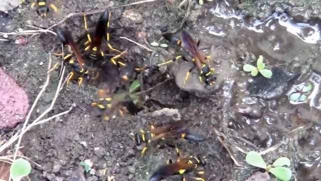A Swarm Of Mud Dauber Wasps Gathering Mud For Their Nests. смотреть онлайн