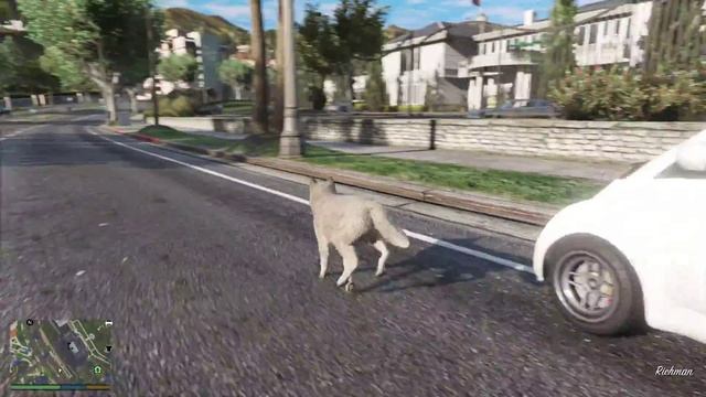 GTA V | animals driving car смотреть онлайн
